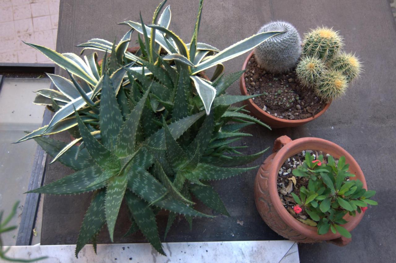 Della Dama Vicino Appartement